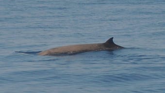 Beaked whales get scared and die in agony after exposure to naval sonar: Study