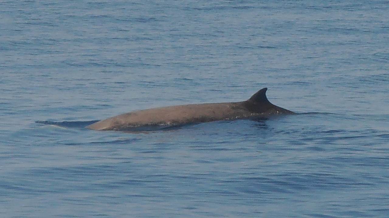 Beaked whales get scared and die in agony after exposure to naval sonar: Study Beaked whales get scared and die in agony after exposure to naval sonar: Study