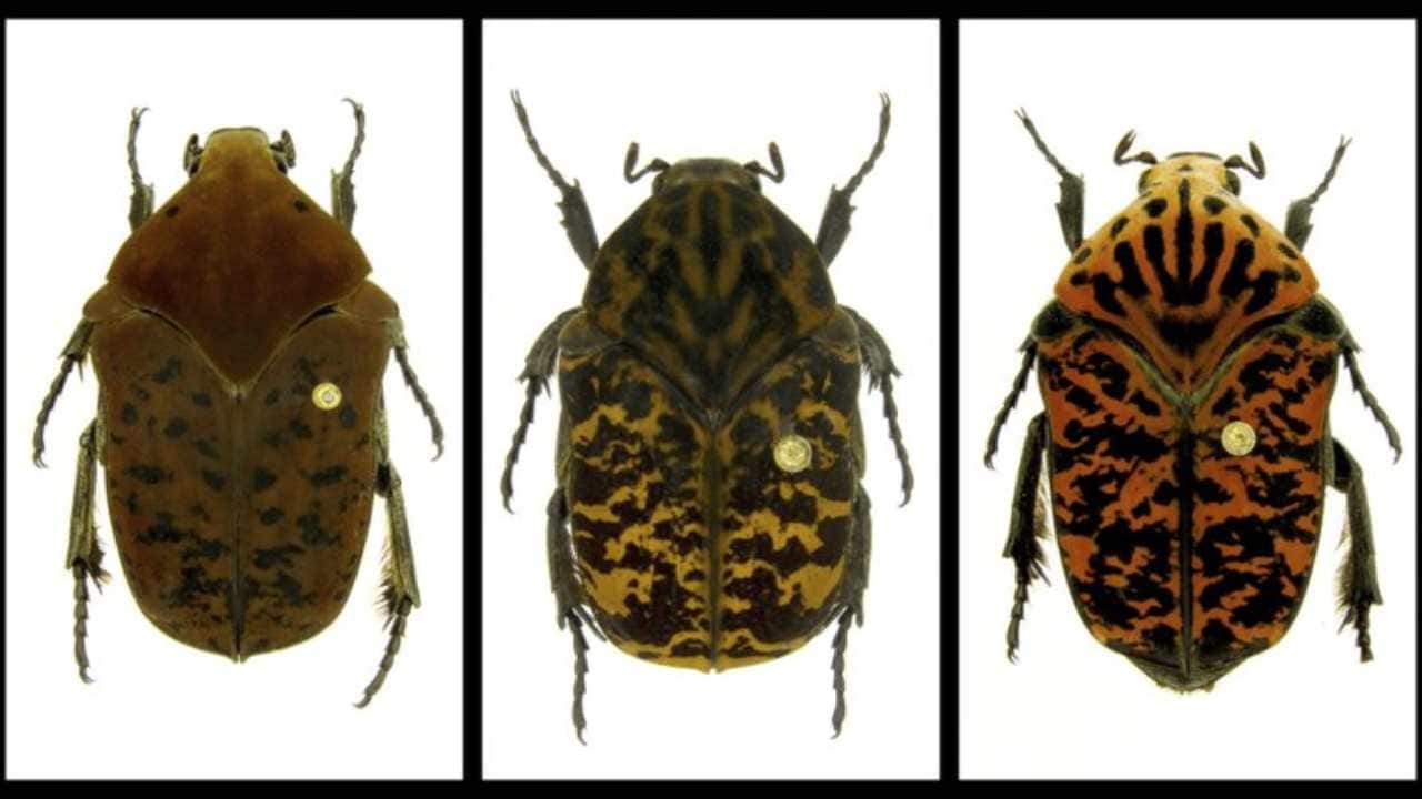 This combination of undated photos provided by Brett Ratcliffe in December 2018 shows, from left, Gymnetis drogoni, Gymnetis rhaegali and Gymnetis viserioni beetles from South America. Ratcliffe named three of his eight newest beetle discoveries after the dragons from the HBO series 