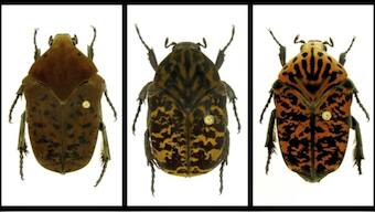 Newly-discovered beetle species named after dragons in 'Game of Thrones'