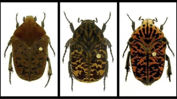 Newly-discovered beetle species named after dragons in 'Game of Thrones'