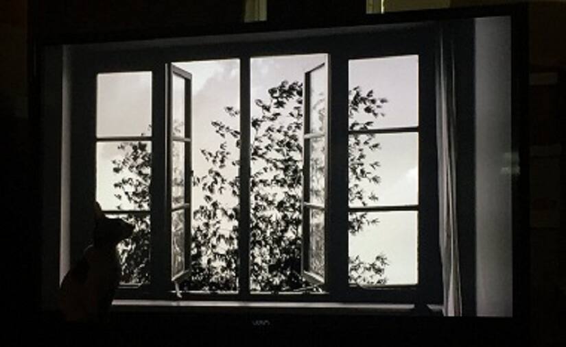 Vixen intensely watching the film 24 frames. Image from @BilgeEbiri twitter