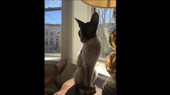 Abbas Kiarostami's 24 Frames finds an unlikely admirer in a deaf cat as Twitterati recount their own pet stories