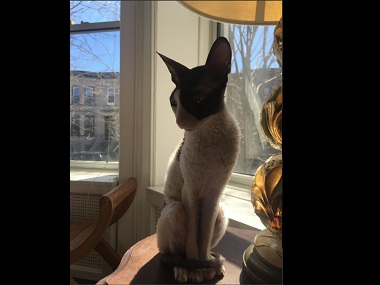 Abbas Kiarostami's 24 Frames finds an unlikely admirer in a deaf cat as Twitterati recount their own pet stories Abbas Kiarostami's 24 Frames finds an unlikely admirer in a deaf cat as Twitterati recount their own pet stories