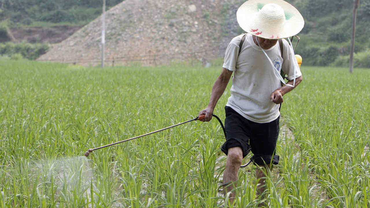 A farmer sprays chemicals on his rice field in Sanjiang, southwest China's Guangxi Zhuang Autonomous region, May 26, 2007. REUTERS/ Nir Elias (CHINA) - GM1DVITSSGAA