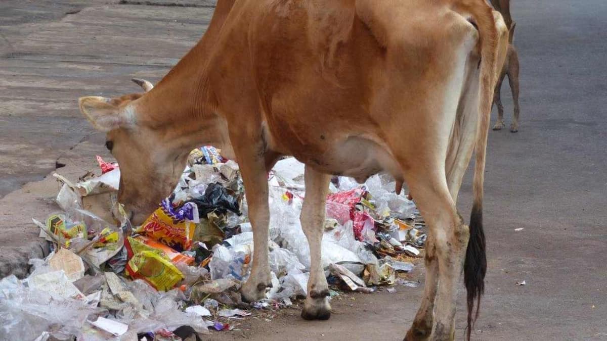 Holy Cow! Does your milk come from cows that have a plastic sniffing habit?  – Firstpost