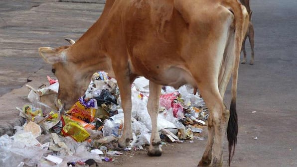 Holy Cow! Does your milk come from cows that have a plastic sniffing habit?