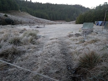 Cold wave grips India as Kerala's Munnar battles frost blanket and Shimla residents bring out umbrellas to escape snowfall Cold wave grips India as Kerala's Munnar battles frost blanket and Shimla residents bring out umbrellas to escape snowfall