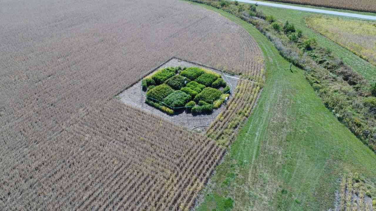 They found that plants engineered with a synthetic shortcut are about 40 percent more productive. Image: University of Illinois