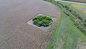 Genetic hack used to 'fix' glitch in plant photosynthesis boosts yield by 40 percent