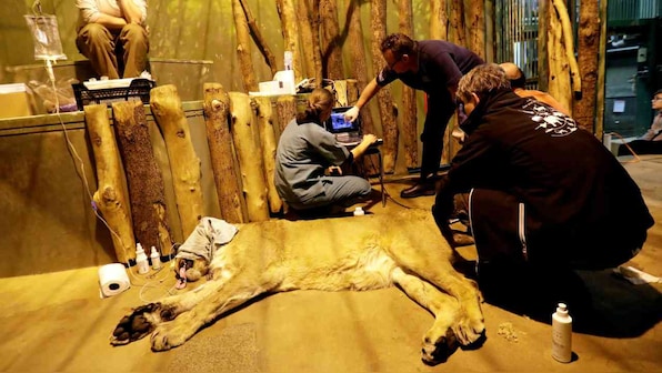 Zoo attempts rare insemination in Asiatic lion from Gujarat to aide their survival