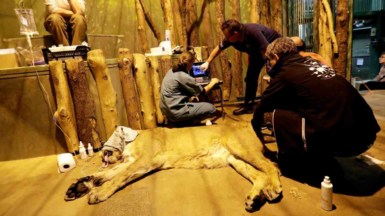 Zoo attempts rare insemination in Asiatic lion from Gujarat to aide their survival Zoo attempts rare insemination in Asiatic lion from Gujarat to aide their survival