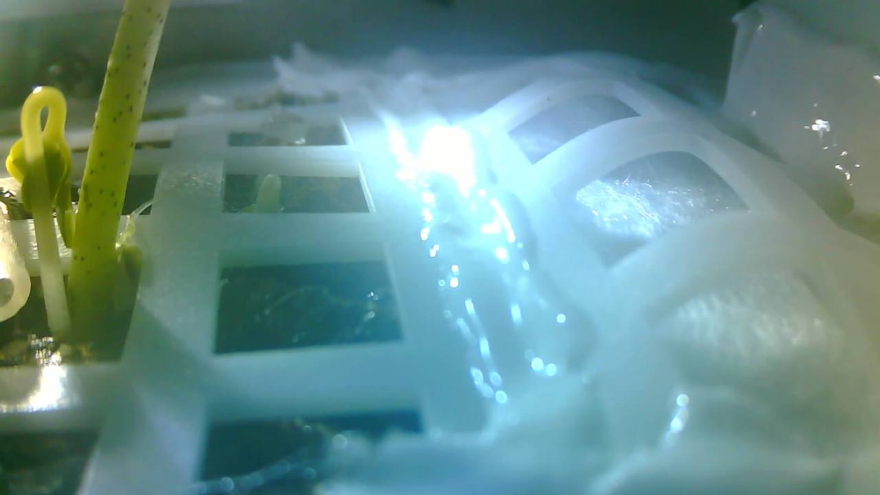 Moon sprouts! First cotton leaf grows in canister on China's Chang'e-4 moon lander Moon sprouts! First cotton leaf grows in canister on China's Chang'e-4 moon lander