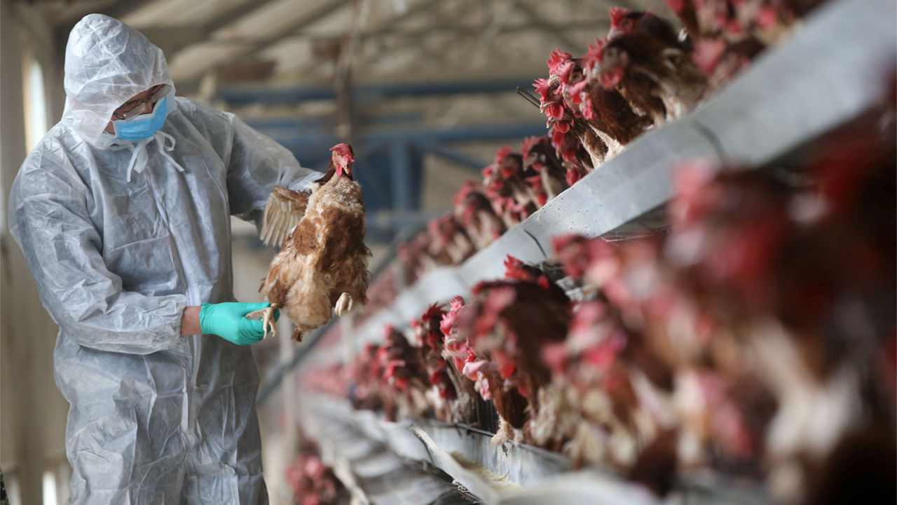 A veterinarian checks on chickens for symptoms of avian flu. Image: Science