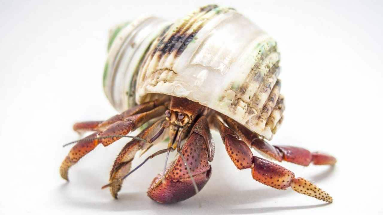 Рак отшельник. Рак-отшельник обыкновенный. Hermit Crab. Рак-отшельник оранжево полосатый. Краб отшельник в прозрачной.