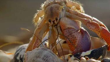 Junk science? For hermit crabs at least, penis size does matter, study finds