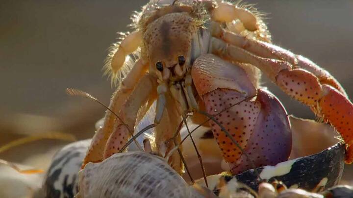 Junk science? For hermit crabs at least, penis size does matter, study finds