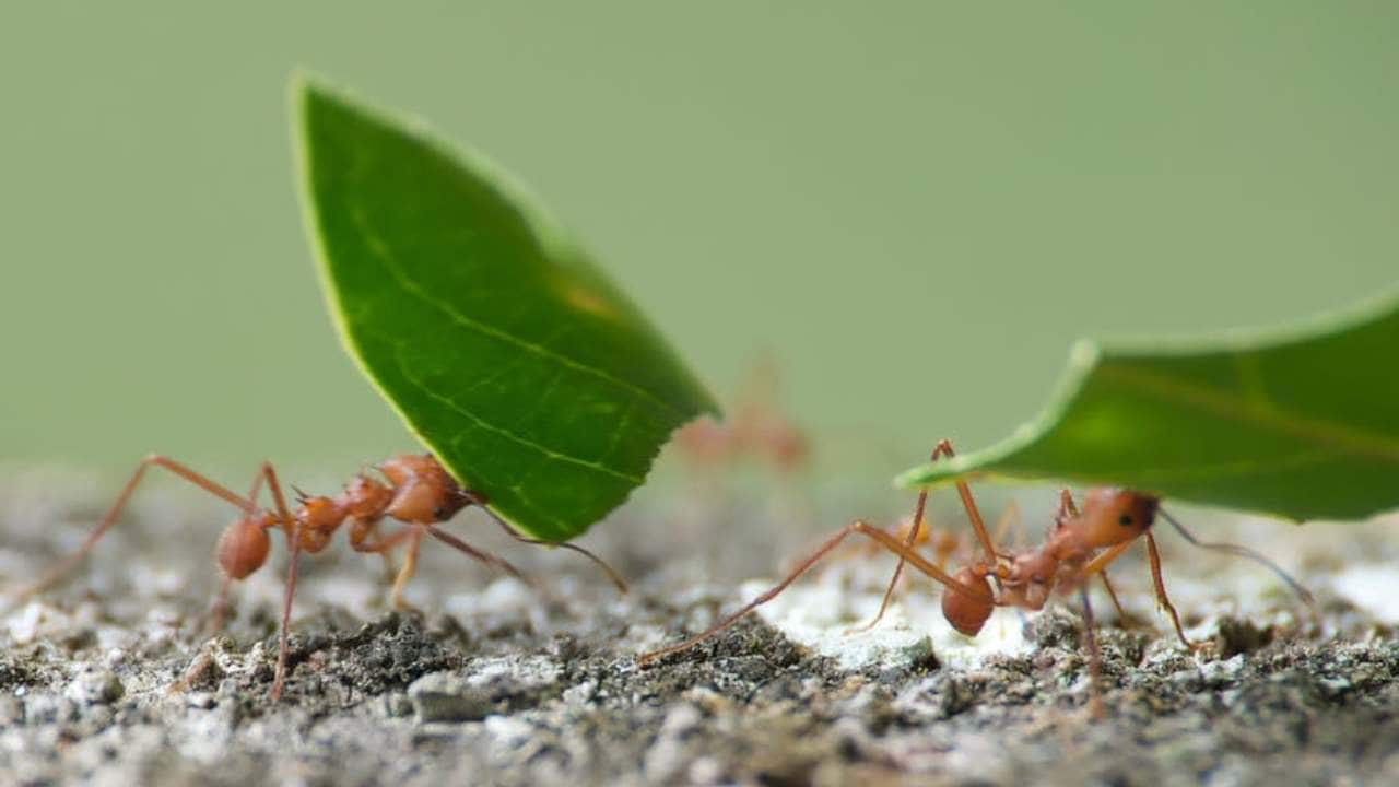 Ants build big structures without coordination or communicating with ...