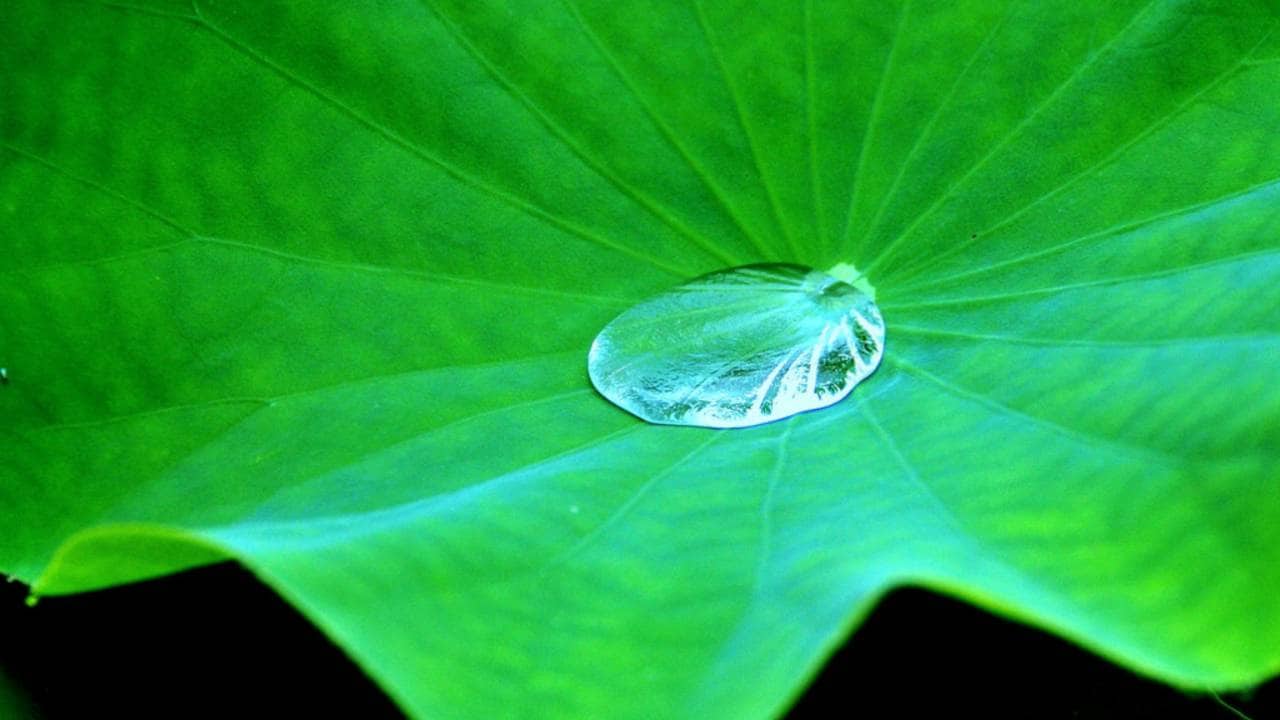 Lotus leaf holding water