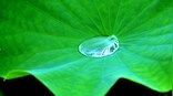 Organic material that mimics lotus leaves can repel water, biodegrade completely
