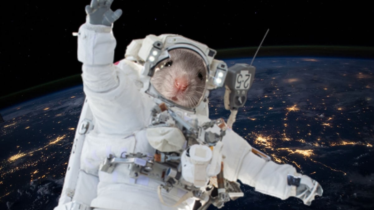 Mice flown to space by JAXA, SpaceX point researchers to protein that could slow ageing