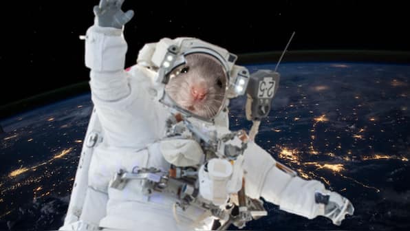 Mice flown to ISS will help understand the process of ageing in space and on Earth