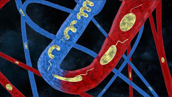 Swimming microbots developed by Swiss scientists to deliver drugs in the body