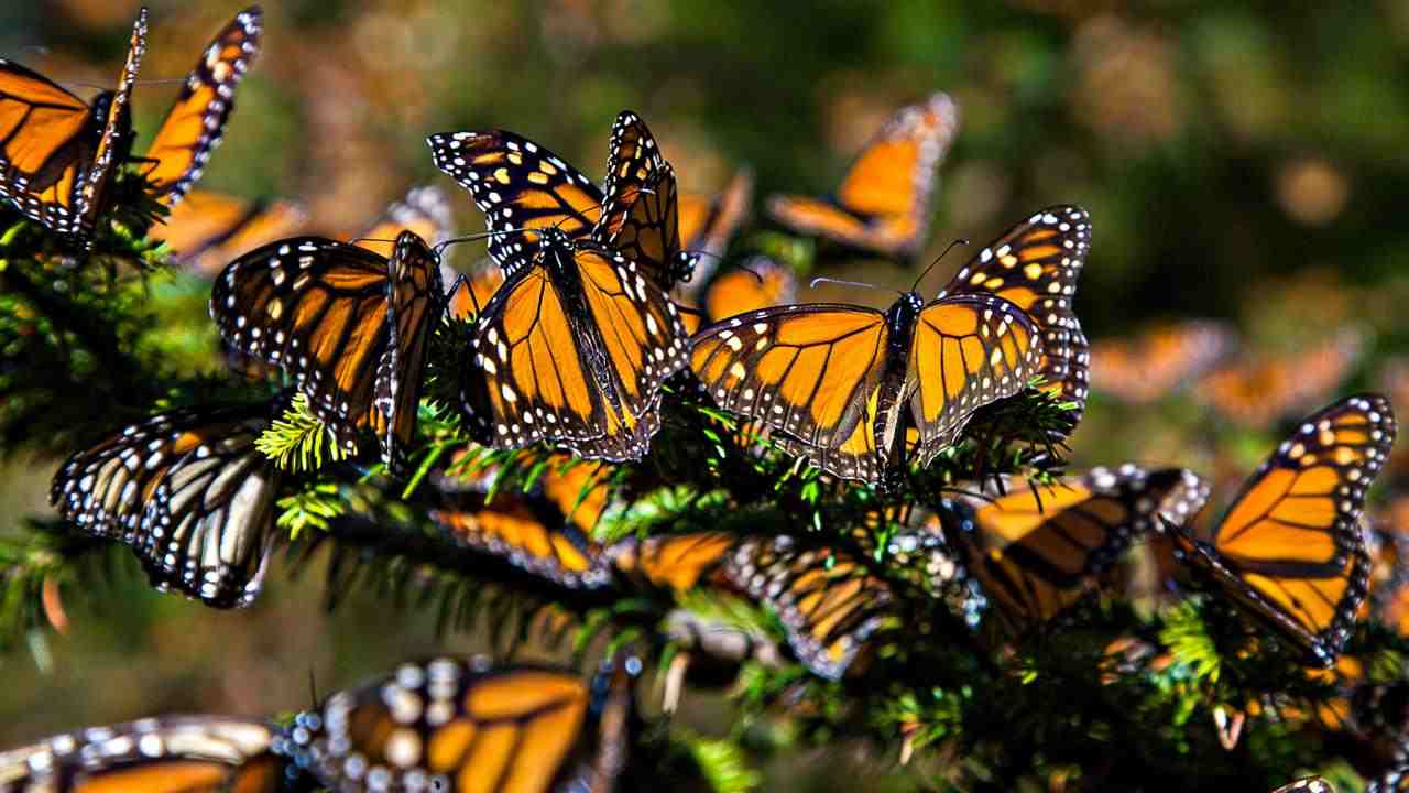 Monarch butterfly numbers soar since last year at migration grounds in ...