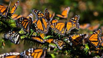 Monarch butterfly numbers soar since last year at migration grounds in Mexico