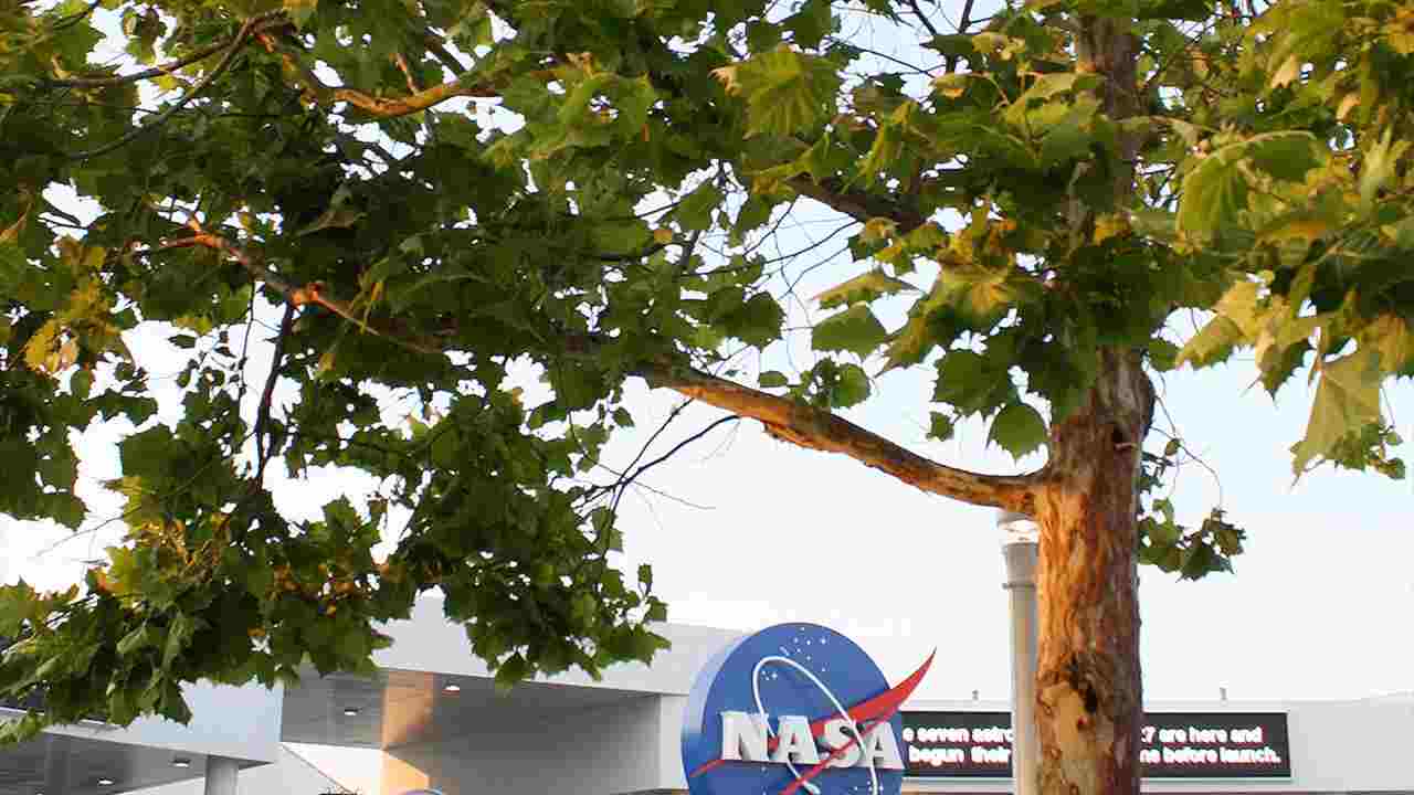 25 Moon Trees, like this one at NASA's Kennedy Space Center in Florida, were planted as living monuments to the 1971 Apollo 14 mission. Image: NASA