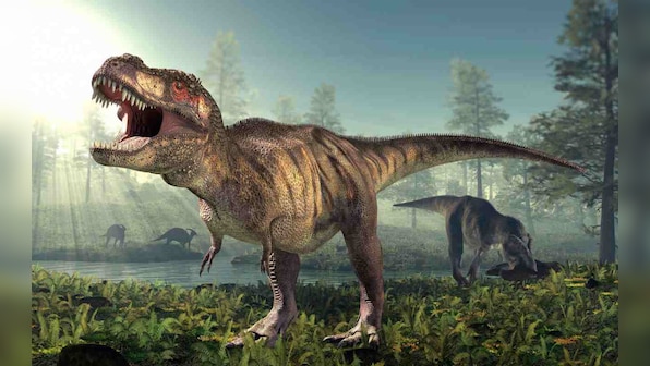 Fossils show massive T-Rex, small ancient carpet shark as neighbors eons ago