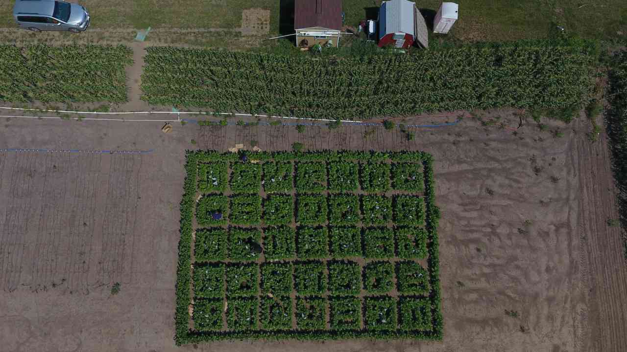 Genetic hack used to fix glitch in plant photosynthesis boosts yield by 40 percent