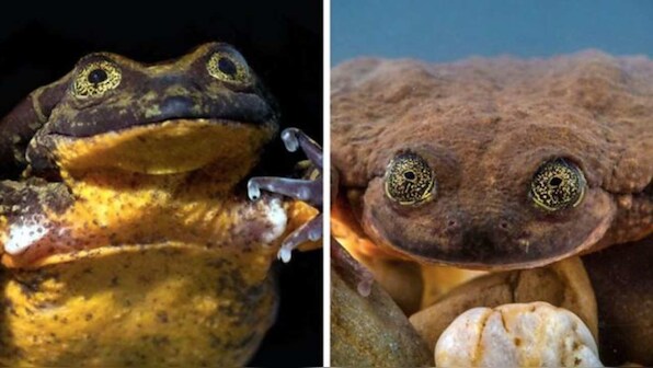 Bolivian aquatic frogs Romeo, Juliet set up on a blind date to save their species