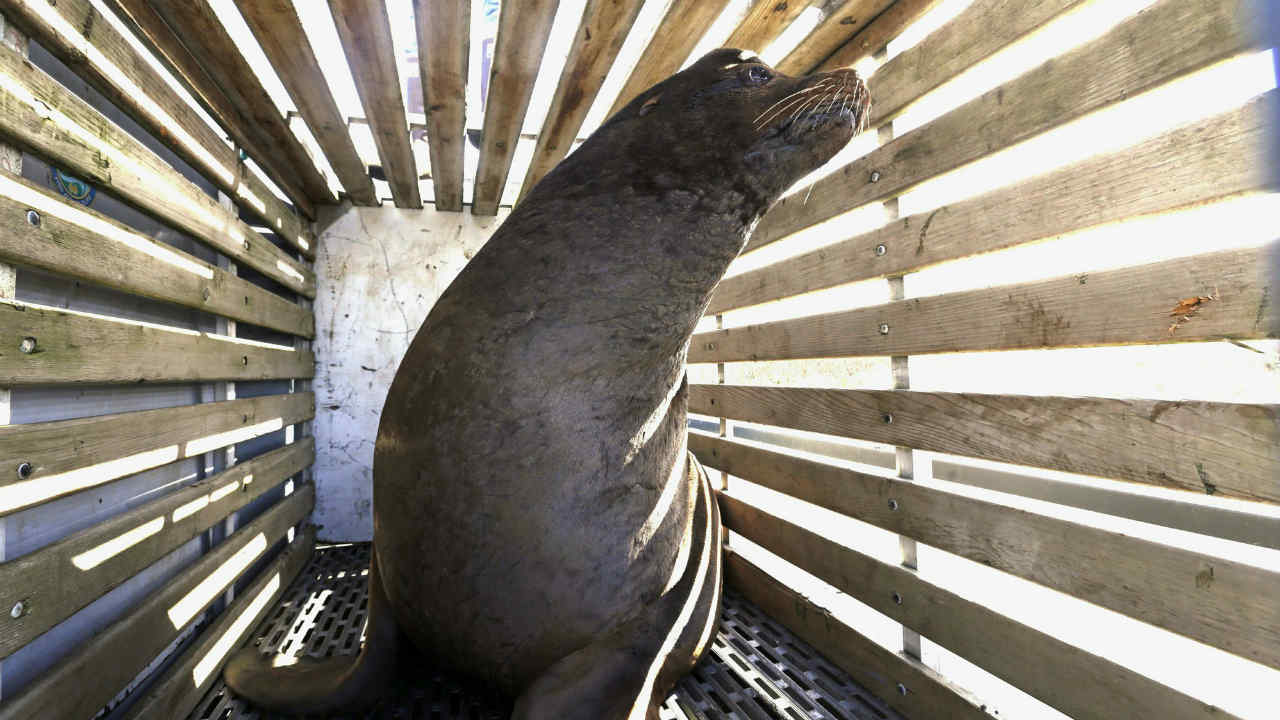 Oregon wildlife officials begin killing California sea lions after relocation fails Oregon wildlife officials begin killing California sea lions after relocation fails