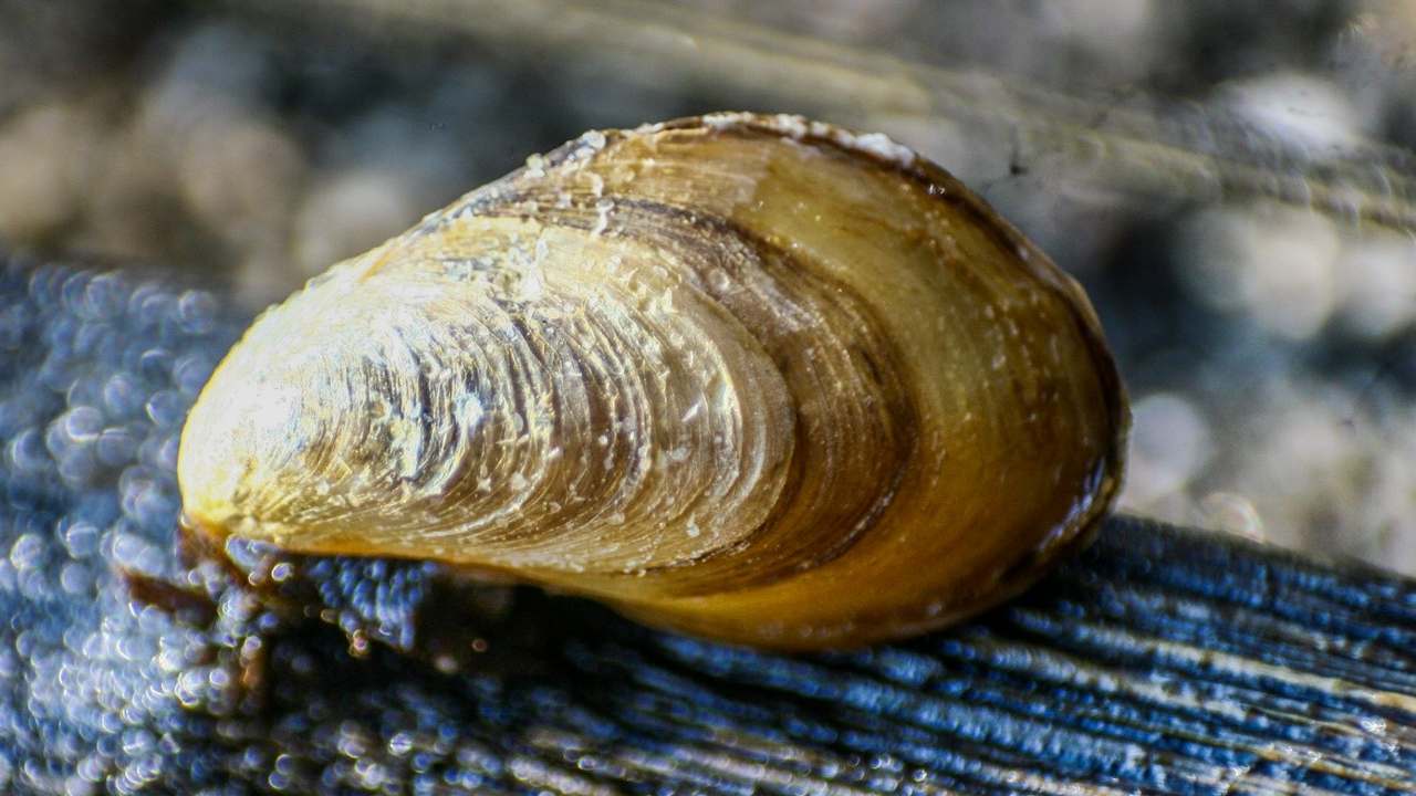 Foreign mussel pest identified in backwaters of Cochin harbour: Report Foreign mussel pest identified in backwaters of Cochin harbour: Report