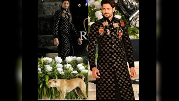 Watch: A dog crashes Sidharth Malhotra's ramp walk during Rohit Bal fashion show
