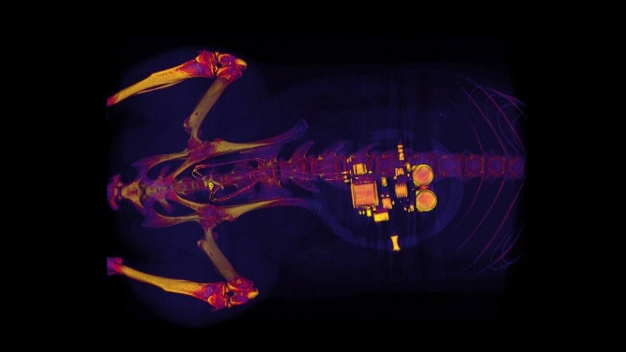 This CT scan of a rat shows a small device implanted around the bladder that uses light signals from tiny LEDs to activate nerve cells in the bladder and control problems such as incontinence and overactive bladder. © Image credit: Gereau Lab/Washington University