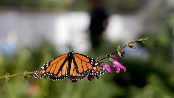California sees a sharp drop in monarch butterflies, an 86% decline since 2017