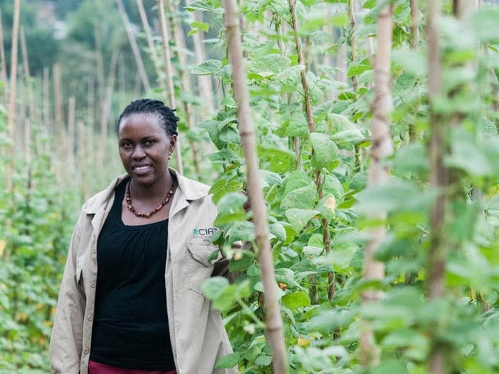 Clare Mukankusi breeds beans for a gene bank in Kawanda, Uganda, with properties including drought resilience to help farmers cope with extreme conditions. Image: Gerogiana Smith