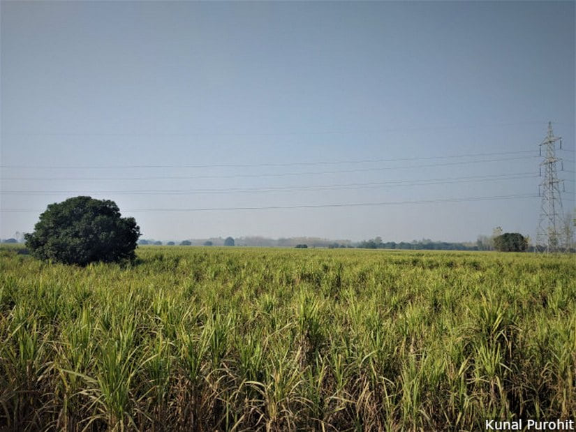 Muzaffarnagar lies in the sugarcane belt of western Uttar Pradesh and is often called the country’s sugar bowl. The district witnessed riots in 2013, which created deep divisions between the Jat and Muslim populations. Image/Kunal Purohit