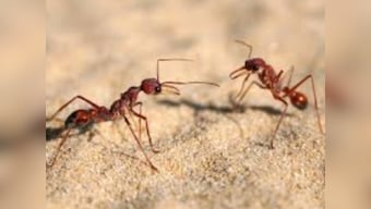 The many species of ants and their similarities with humans: How the tiny insects showcase brutal survival skills and warfare tactics
