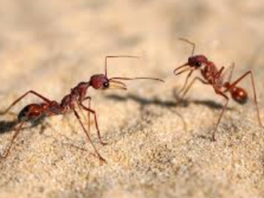 The many species of ants and their similarities with humans: How the tiny insects showcase brutal survival skills and warfare tactics The many species of ants and their similarities with humans: How the tiny insects showcase brutal survival skills and warfare tactics
