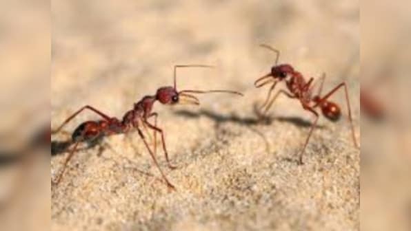 The many species of ants and their similarities with humans: How the tiny insects showcase brutal survival skills and warfare tactics