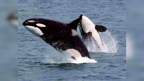 Researchers find a couple dozen of distinctly different killer whales near south Chile