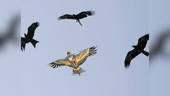 On Makar Sankranti, Independence Day, a sky full of kites becomes a death trap for birds