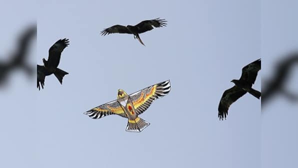 On Makar Sankranti, Independence Day, a sky full of kites becomes a death trap for birds