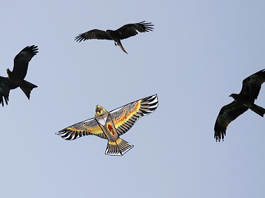 On Makar Sankranti, Independence Day, a sky full of kites becomes a death trap for birds On Makar Sankranti, Independence Day, a sky full of kites becomes a death trap for birds