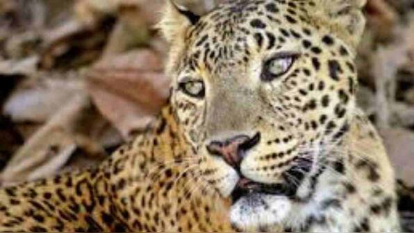 IFS officer welcomed by leopard outside forest rest house, tweets picture