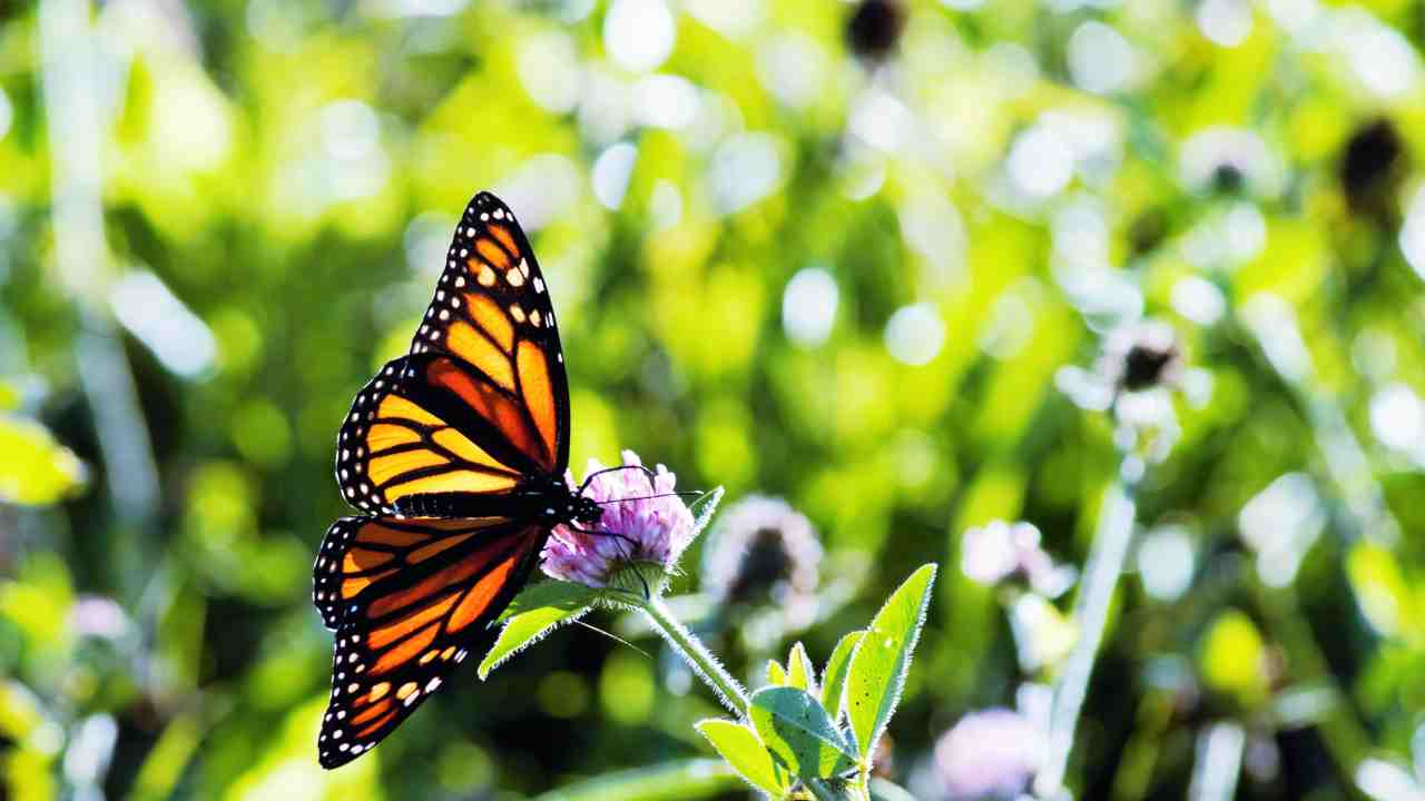 A monarch butterfly having a meal.