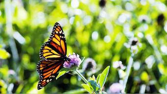 Highlights on UN IPBES report on species loss: Damage isn't permanent, as long as we remedy it soon, dramatically